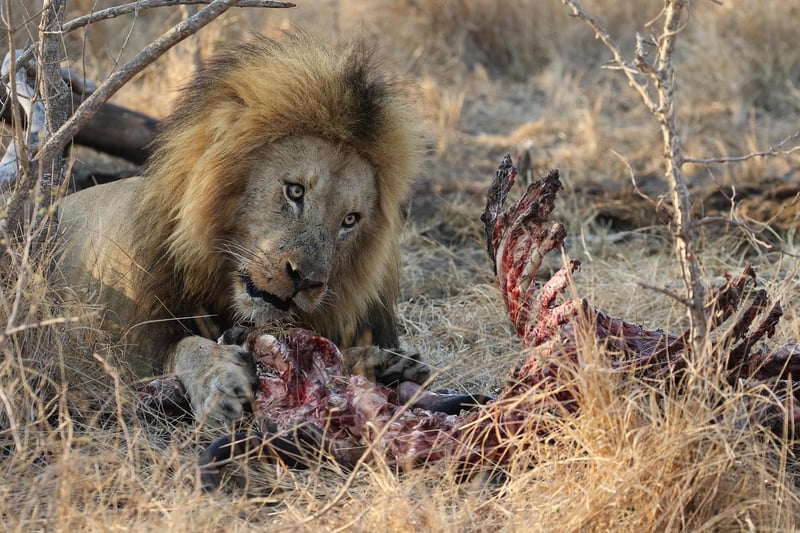 Nature's Feast