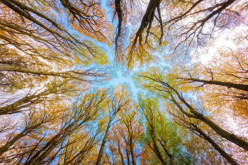 Tree Canopy Celebration