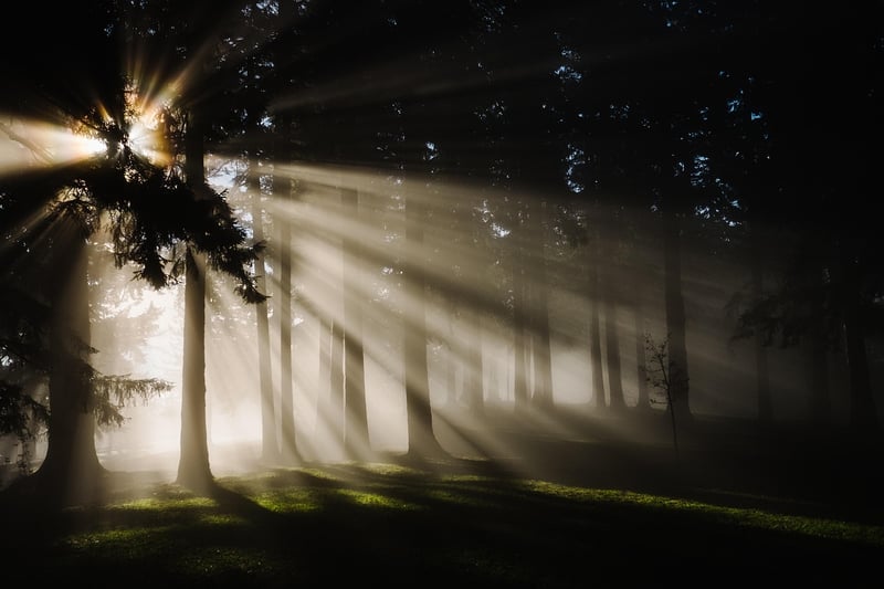 Forest Canopy